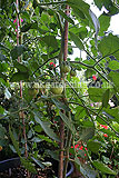Solanum lycopersicum (Tomato)
