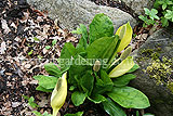 Lysichiton americanus (Skunk cabbage)