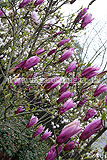 Magnolia