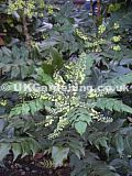 Mahonia japonica