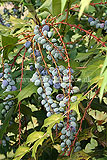 Mahonia japonica