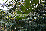 Mahonia japonica