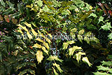 Mahonia japonica