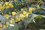 Mahonia japonica