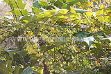 Mahonia japonica