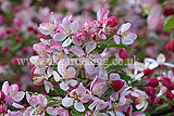 Malus floribunda (Japanese flowering crab apple)