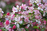 Malus floribunda (Japanese flowering crab apple)