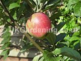 Malus domestica (Apple)