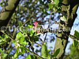 Malus domestica 'Bramley's Seedling' (Apple)