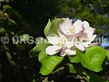 Malus domestica 'Bramley's Seedling' (Apple)