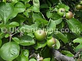 Malus domestica 'Bramley's Seedling' (Apple)