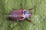 Maybug, cockchafer (Melolontha melolontha)