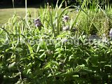 Mentha aquatica (Water mint)