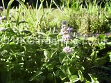 Mentha aquatica (Water mint)