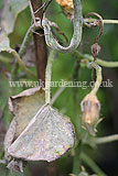 Mildew on melon plant