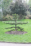 Araucaria araucana (Monkey-puzzle)