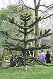 Araucaria araucana (Monkey-puzzle)