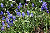 Muscari armeniacum 'Misty Skies' (Grape hyacinth, Armenian grape hyacinth)