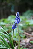 Muscari armeniacum 'Misty Skies' (Grape hyacinth, Armenian grape hyacinth)