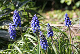 Muscari armeniacum 'Misty Skies' (Grape hyacinth, Armenian grape hyacinth)