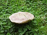 Mushroom poss. Boletus luridus