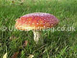 Amanita muscaria (Fly agaric)