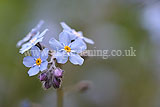 Myosotis scorpioides (Water forget-me-not)