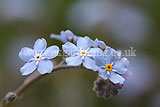 Myosotis scorpioides (Water forget-me-not)