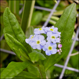 Myosotis scorpioides (Water forget-me-not)