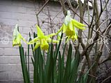 Narcissus (Daffodil)