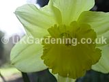 Narcissus (Daffodil)