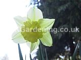 Narcissus (Daffodil)