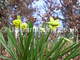 Narcissus 'Tête-à-tête' (Daffodil)