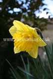 Narcissus (Daffodil)