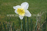 Narcissus (Daffodil)