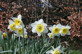 Narcissus (Daffodil)