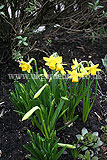 Narcissus 'Tête-à-tête' (Daffodil)