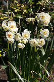 Narcissus (Daffodil)