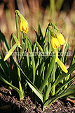 Narcissus 'Tête-à-tête'  (Daffodil)