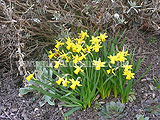 Narcissus 'Tête-à-tête'  (Daffodil)