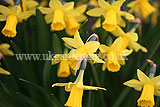 Narcissus 'Tête-à-tête' (Daffodil)