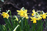 Narcissus 'Tête-à-tête' (Daffodil)