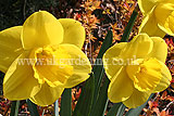 Narcissus 'Camelot' (Daffodil)