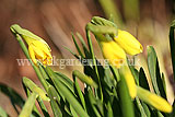 Narcissus 'Tête-à-tête' (Daffodil)