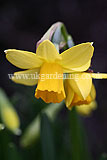 Narcissus 'Tête-à-tête' (Daffodil)