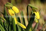 Narcissus 'Tête-à-tête' (Daffodil)