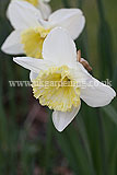 Narcissus (Daffodil)