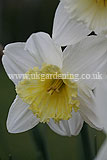 Narcissus (Daffodil)