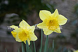 Narcissus (Daffodil)