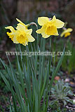 Narcissus (Daffodil)